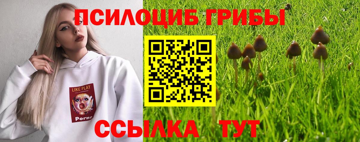 Псилоцибиновые грибы Psilocybe Киржач